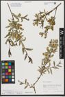 Foto von Salix triandra subsp. triandra L.
